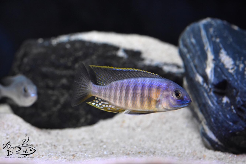 Lethrinops sp. 'auritus lion' Lion's Cove